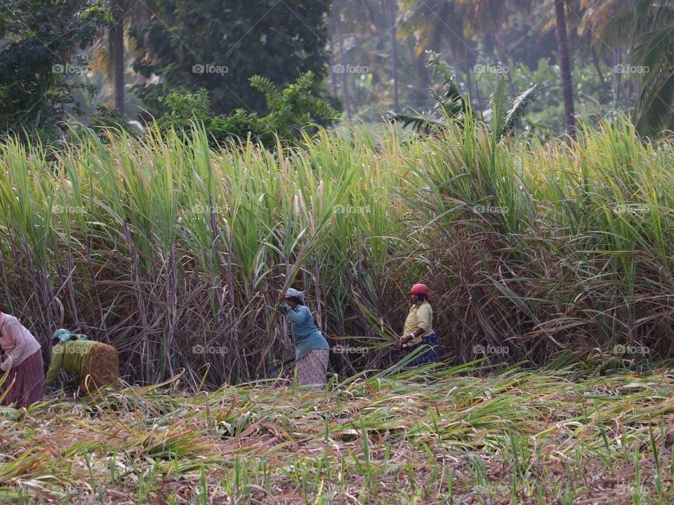 sugarcane