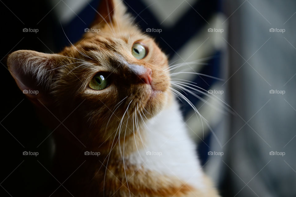 Ginger cat wants to go outside 