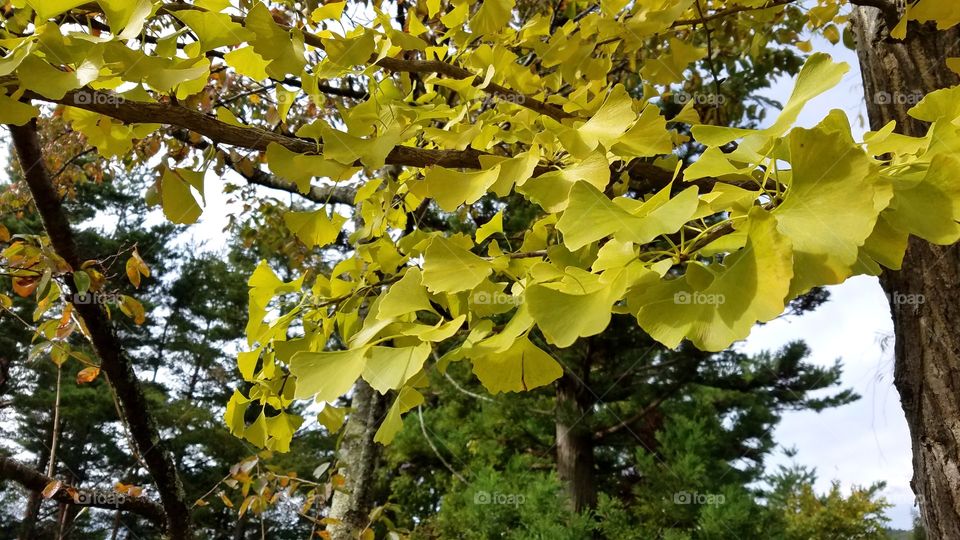 Ginko biloba tree