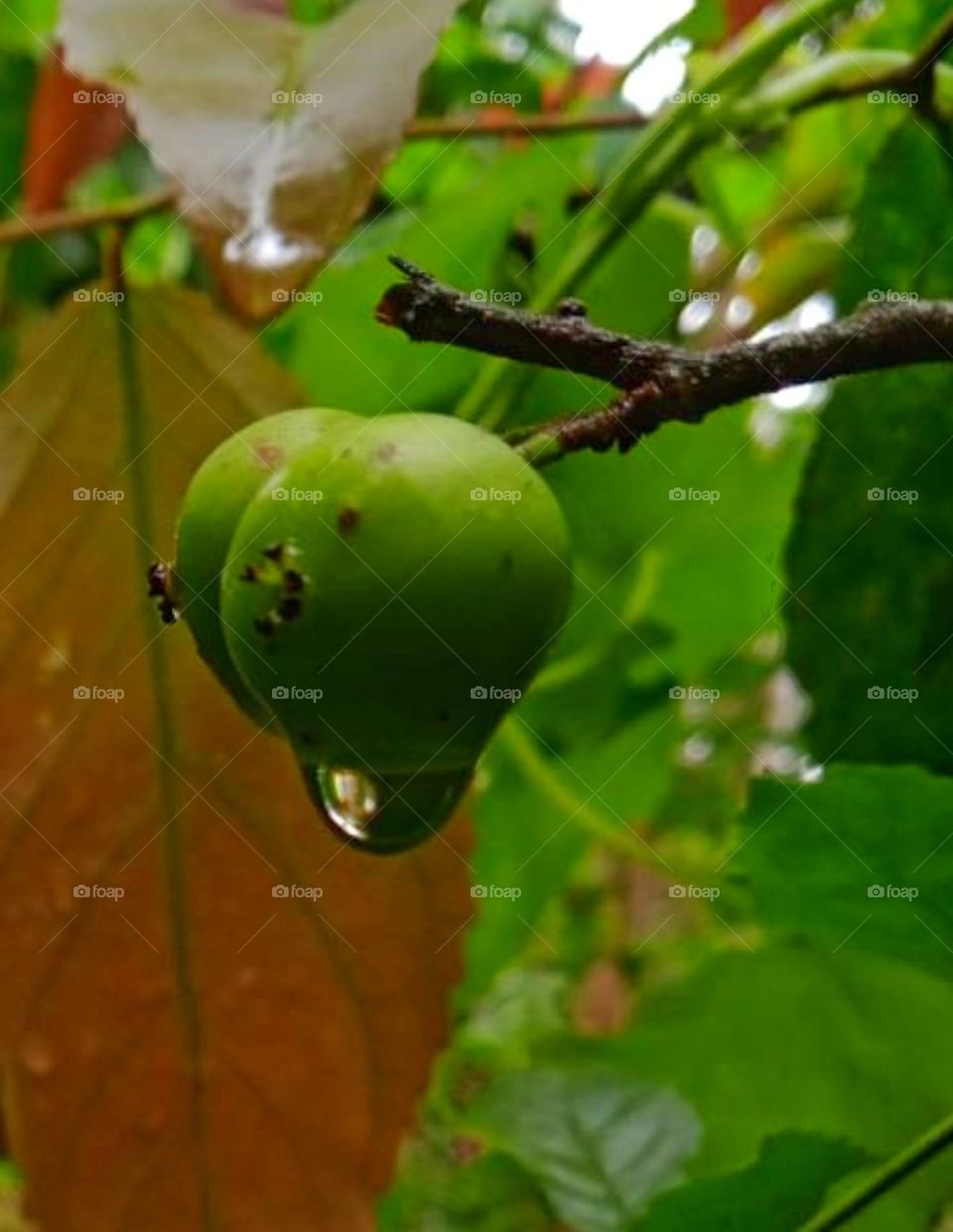 Lubica with rain drop in plant