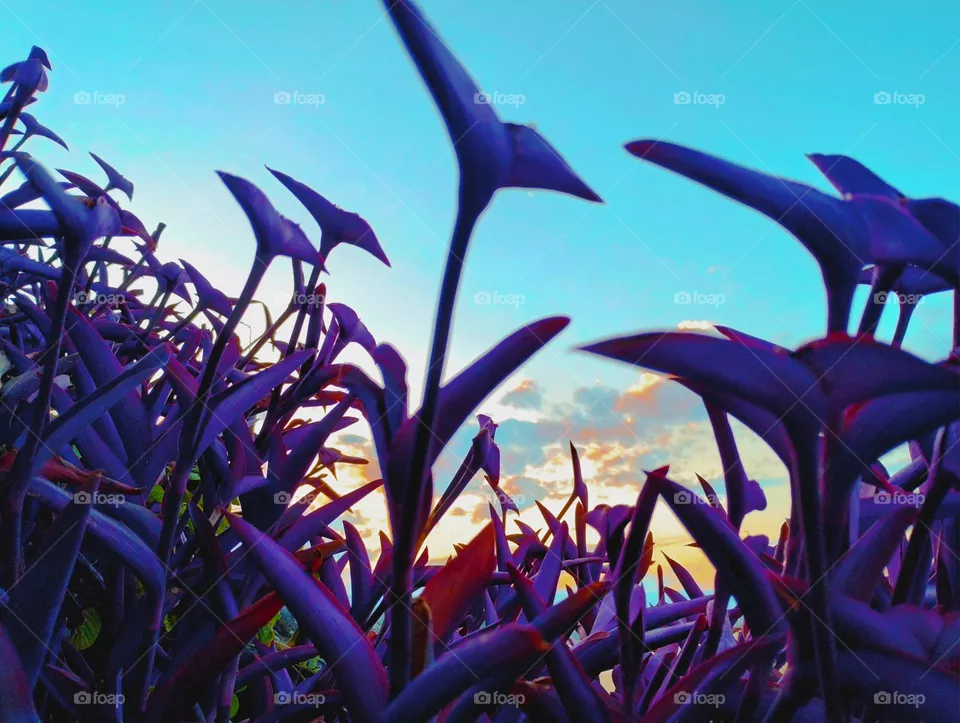flotación