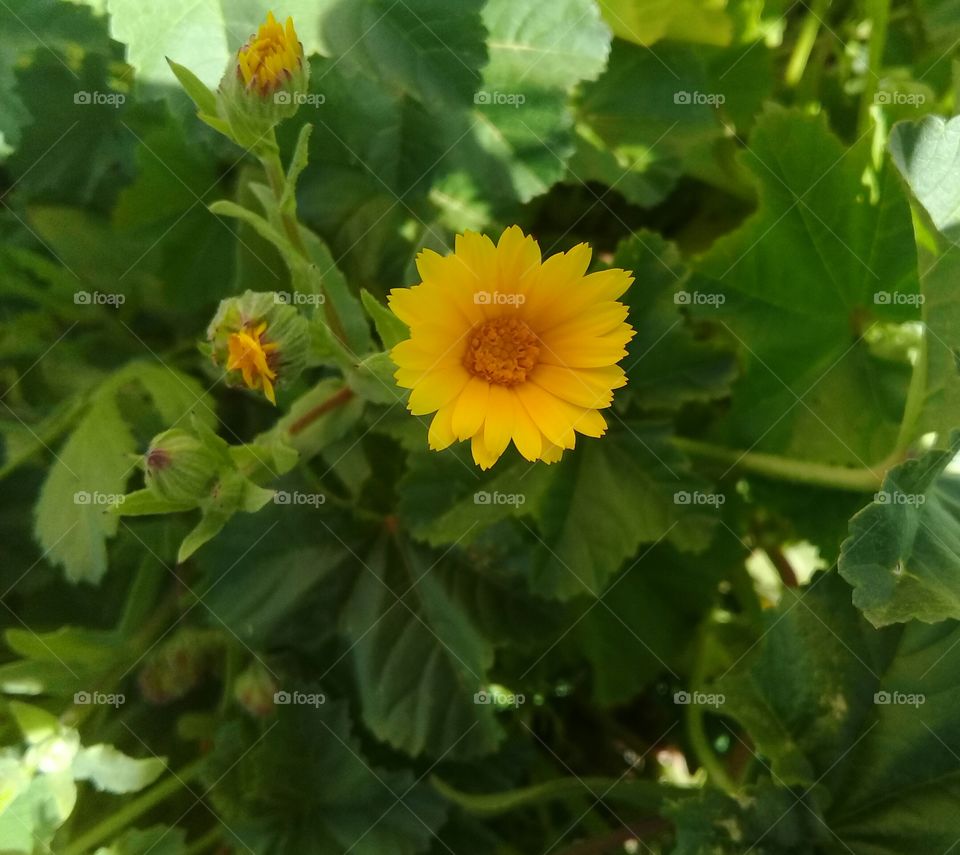 For millions of years flowers have been producing thorns. For millions of years sheep have been eating them all the same. And it's not serious, trying to understand why flowers go to such trouble to produce thorns that are good for nothing? It's not important, the war between the sheep and the flowers? It's no more serious and more important than the numbers that fat red gentleman is adding up? Suppose I happen to know a unique flower, one that exists nowhere in the world except on my planet, one that a little sheep can wipe out in a single bite one morning, just like that, without even realizing what he'd doing - that isn't important? If someone loves a flower of which just one example exists among all the millions and millions of stars, that's enough to make him happy when he looks at the stars. He tells himself 'My flower's up there somewhere...' But if the sheep eats the flower, then for him it's as if, suddenly, all the stars went out. And that isn't important?

Antoine de Saint-Exupéry, The Little Prince