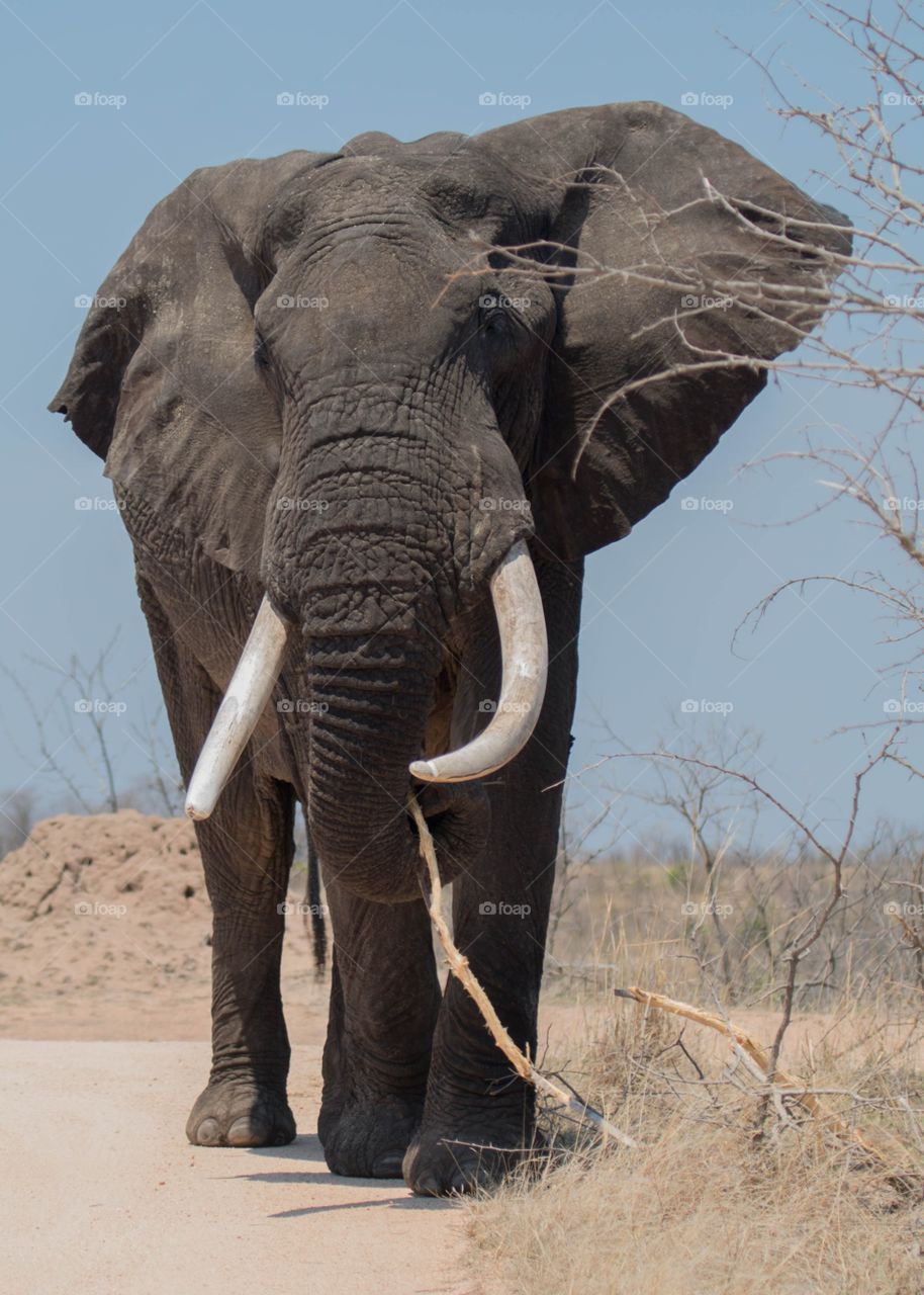 African elephant on dirt road 