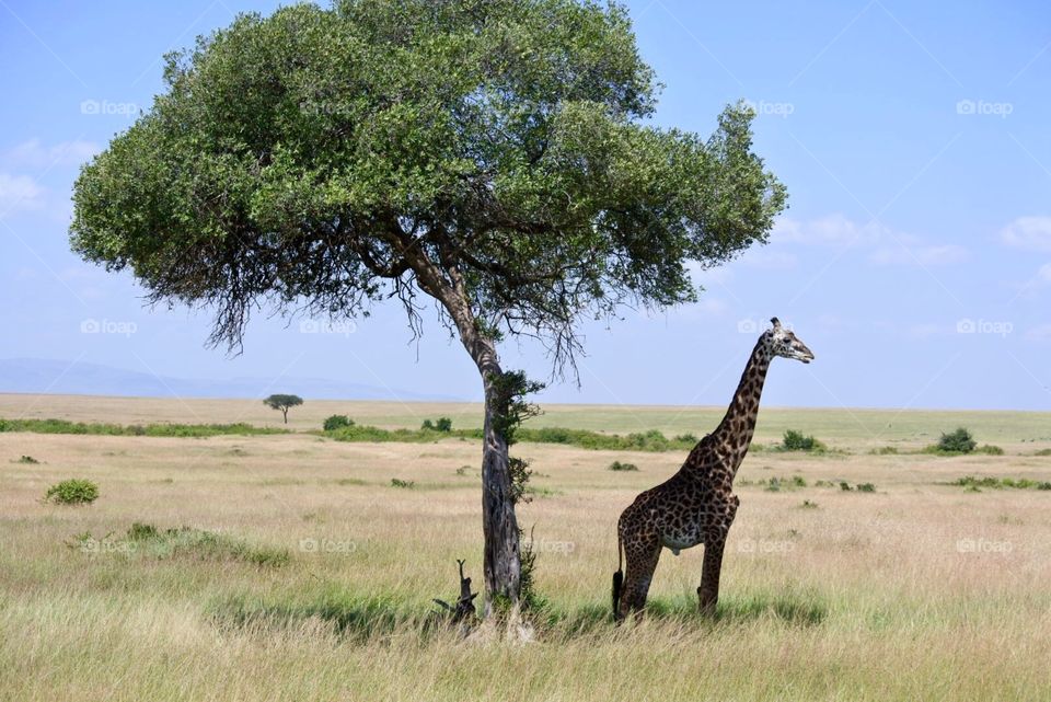 Giraffe profile 