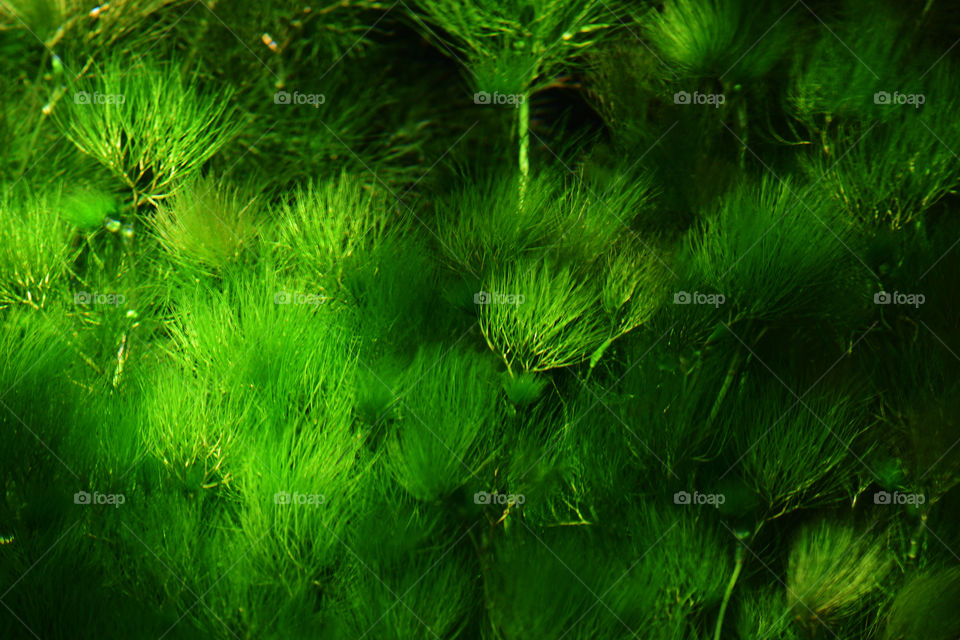 Underwater lush green plants in rainforest