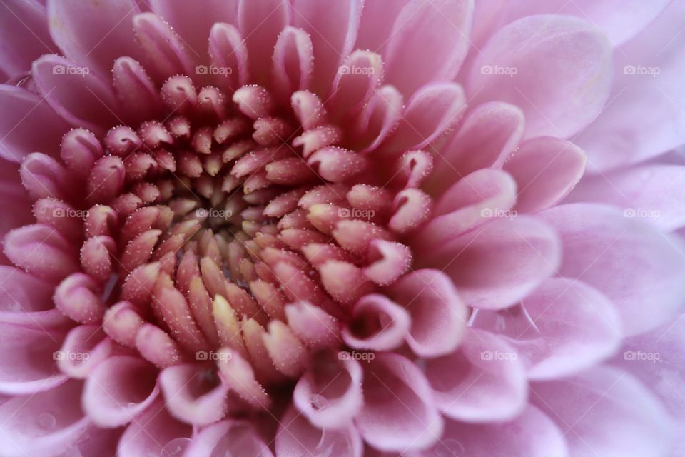 Pink chrysanthemum, close-up