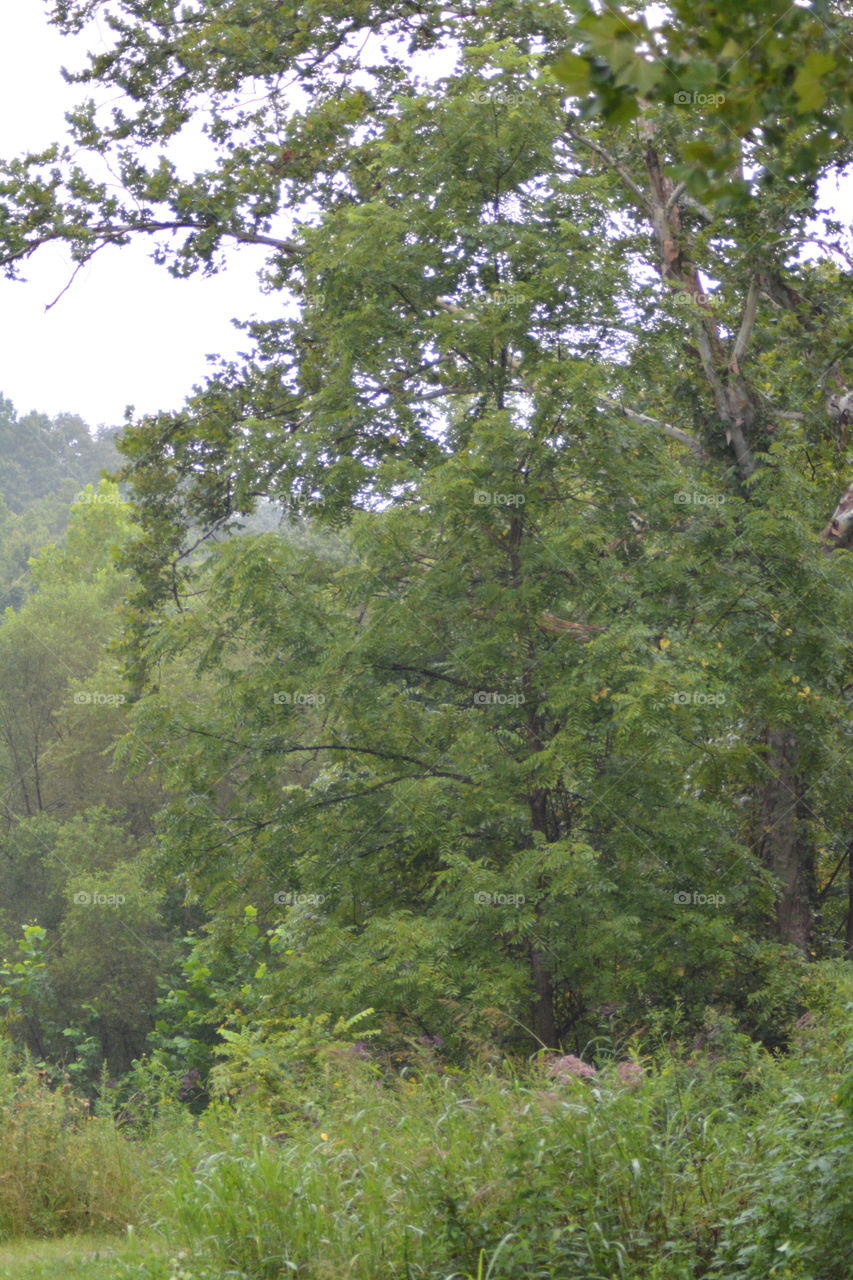 Tree, Landscape, Wood, Nature, No Person