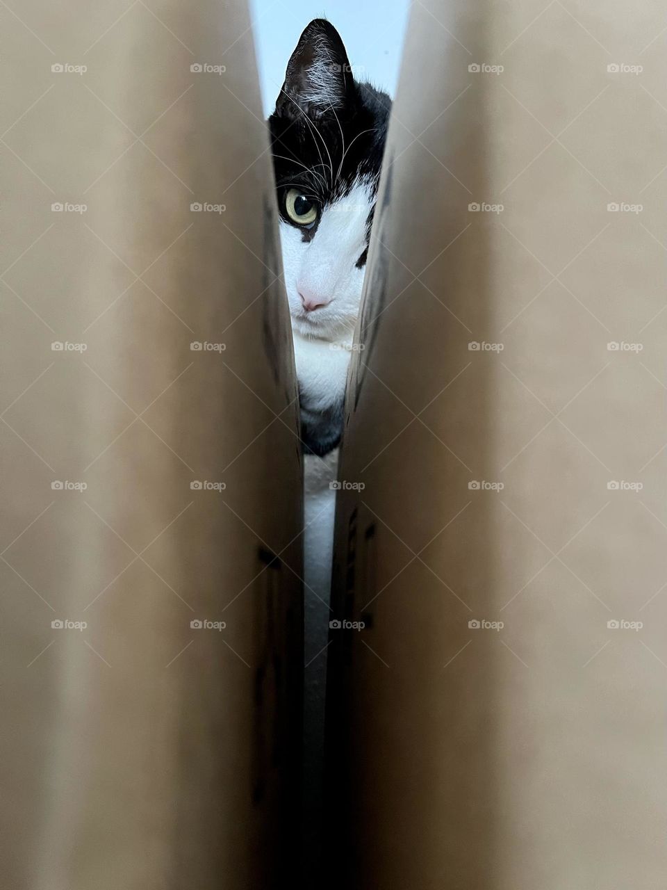 Black and white tuxedo European domestic cat, low angle view 