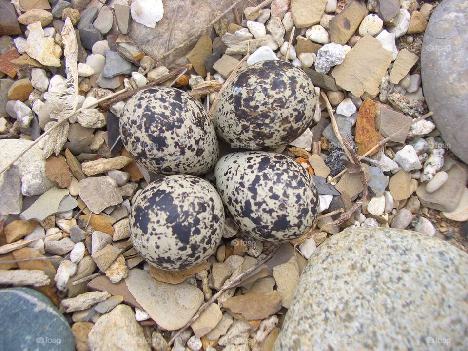 Killdeer bird eggs 