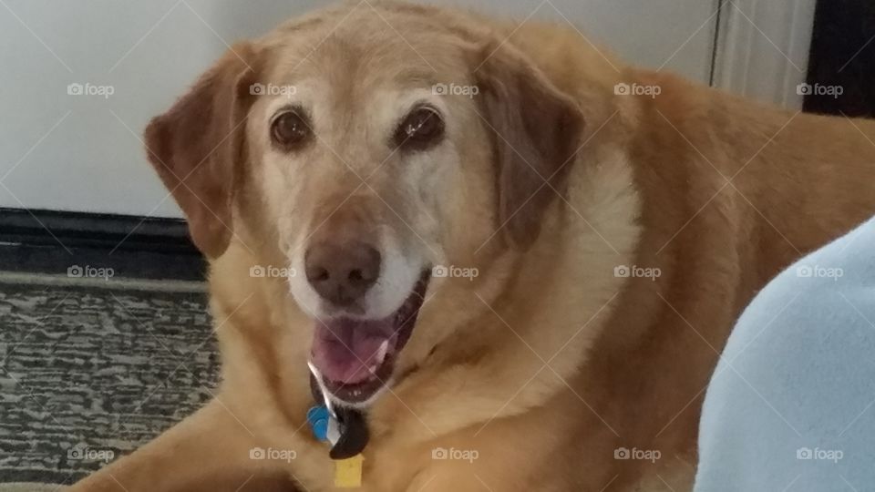 Dog, Pet, Mammal, Canine, Portrait