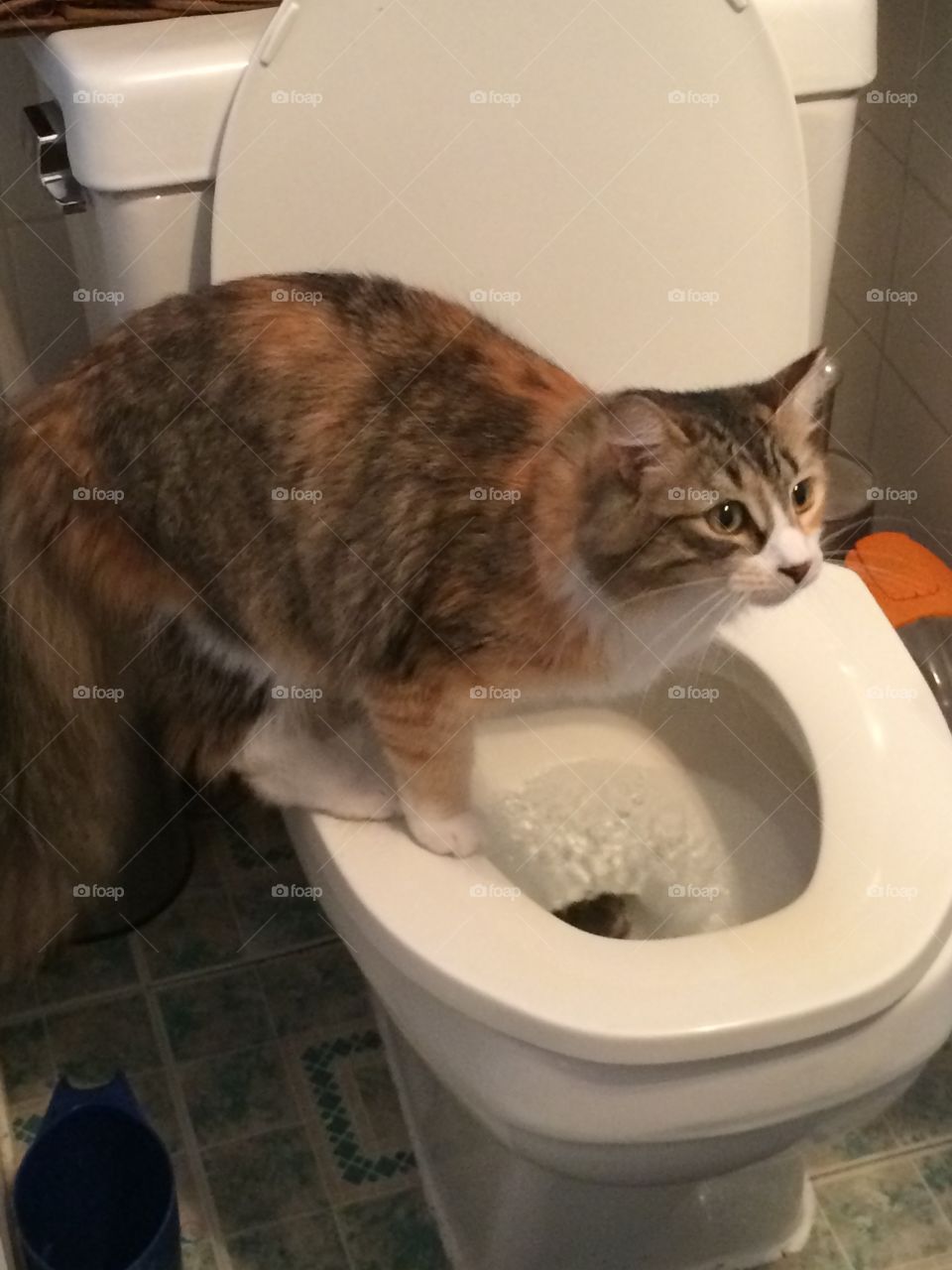 Cat flush fever