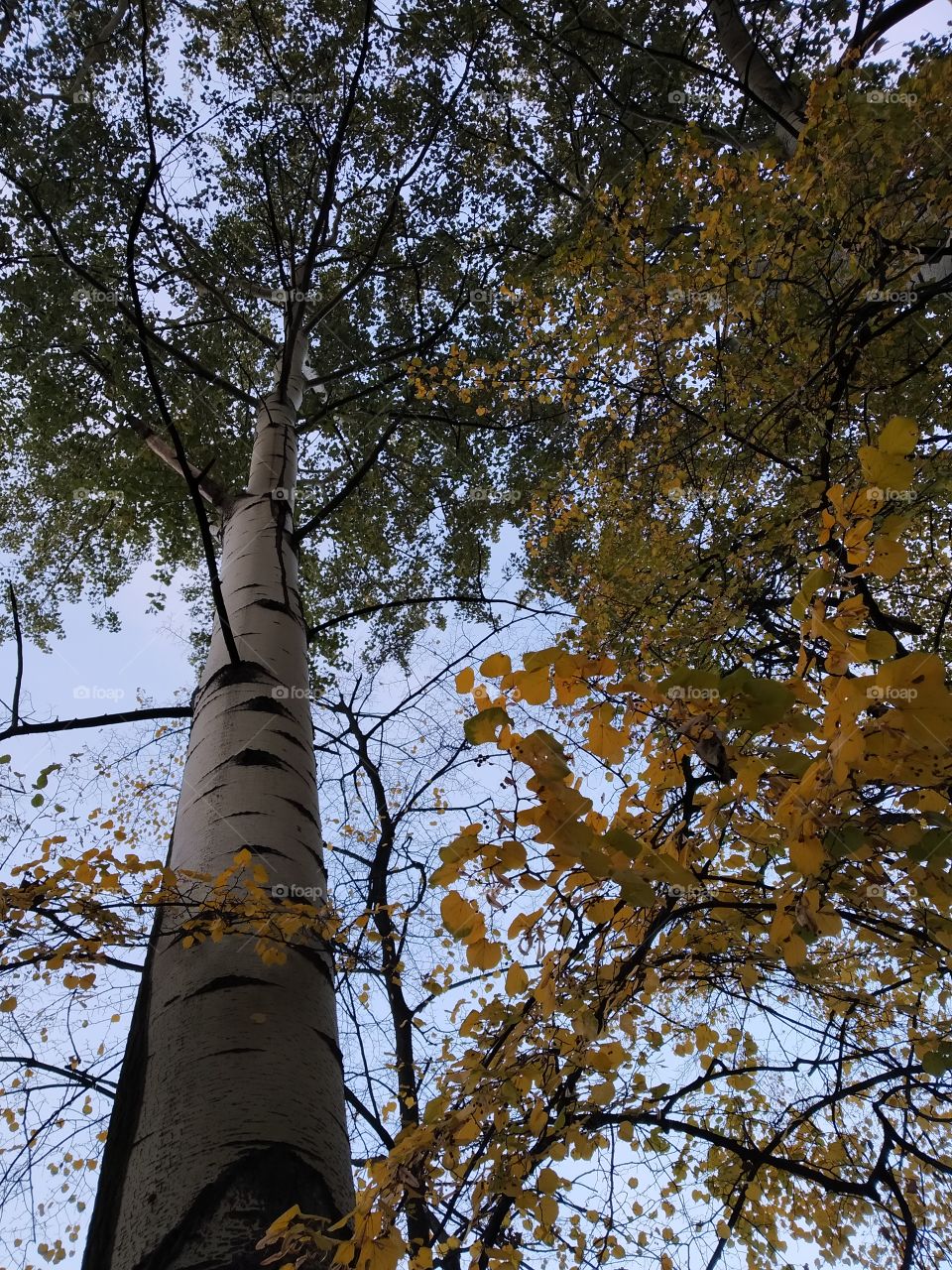 sky in the leaves