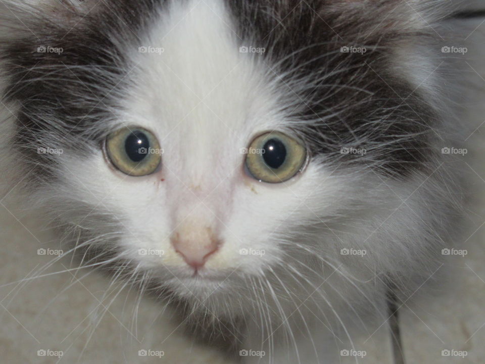 my little friend kitten