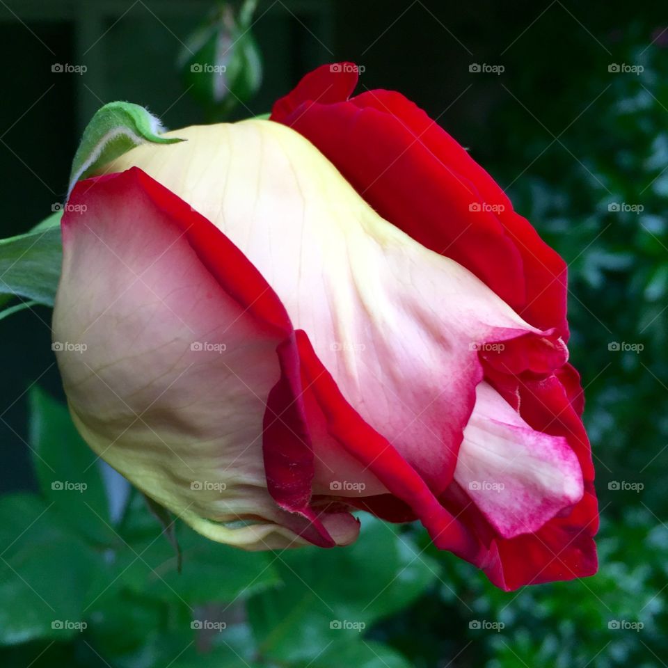 Rosie O'Donnel Rose bud