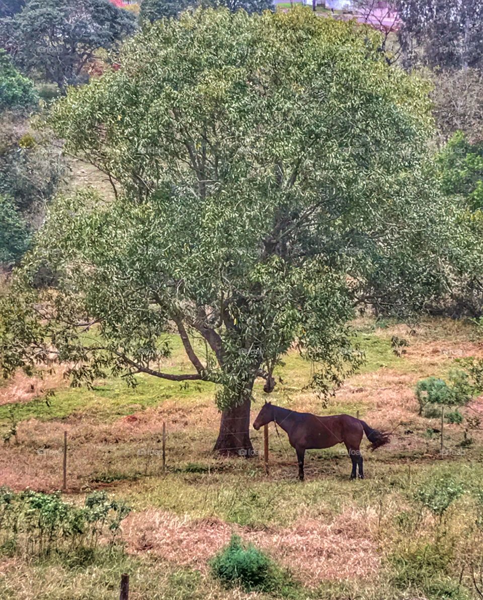 Horse and the tree