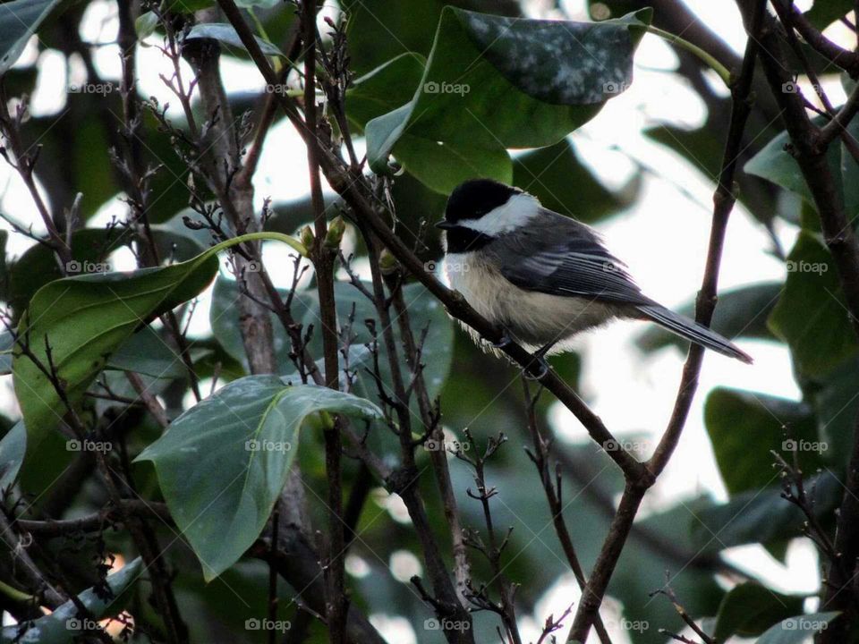 chickadee