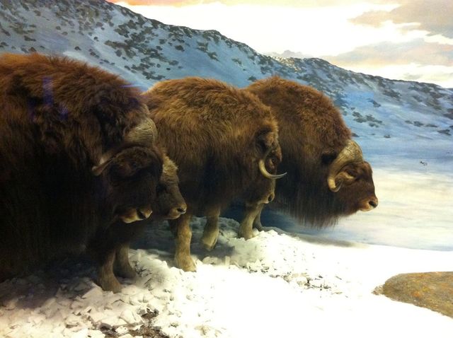 Buffalos in snow 