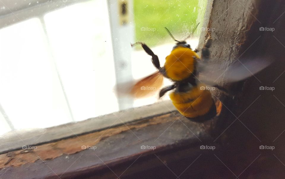 big bumblebee