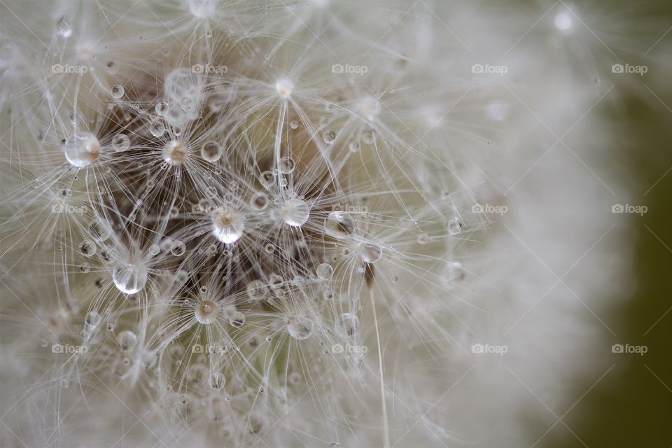 dried dandelions, macro of dandelion seeds and water drops 