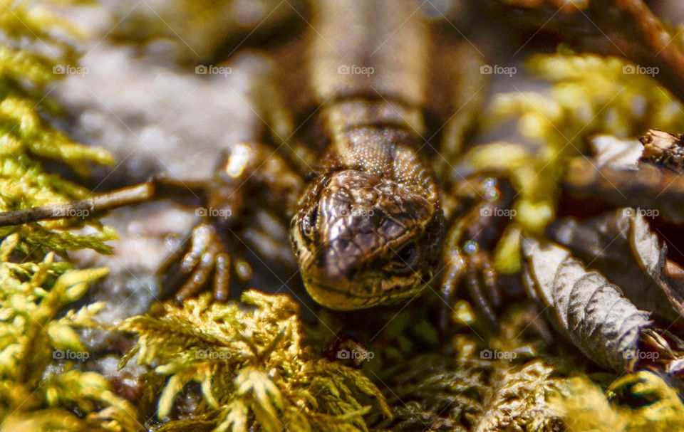 Close-up of lizard on grounds