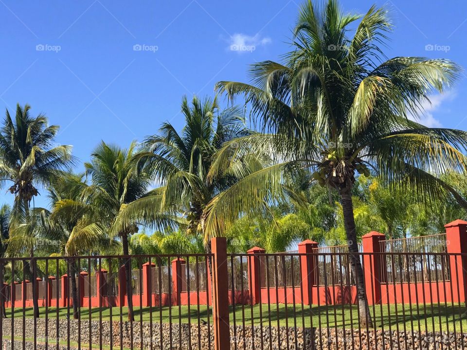 Stone wall with iron railings surrounded by trees and coconut trees.
