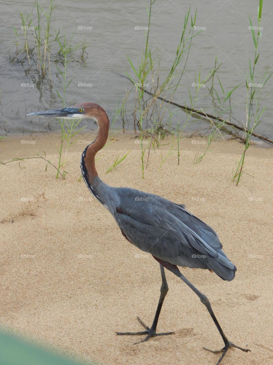 Red-collared giant heron on the beach near the waterfront in Africa