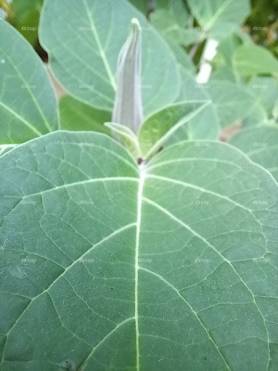 moonflower leaves