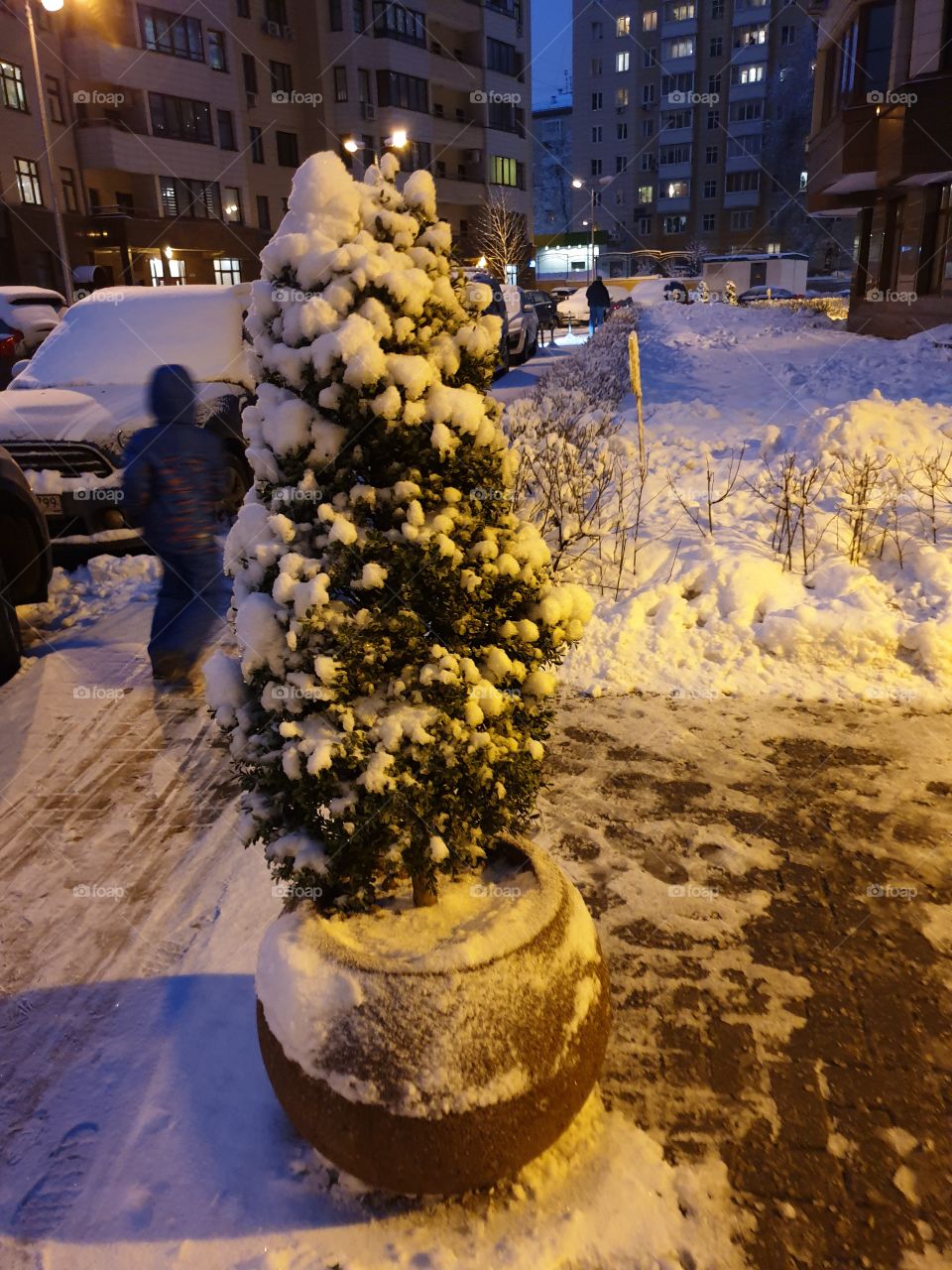 Winter fairy tale, winter, snow, evening Moscow, beautiful trees, trees in the snow