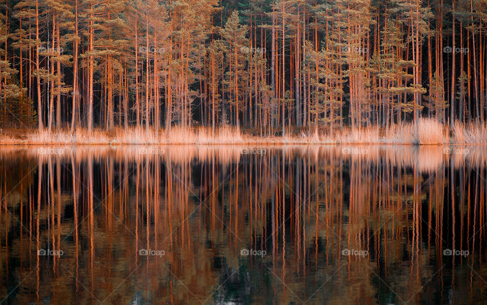 Forest trees reflection in lake water