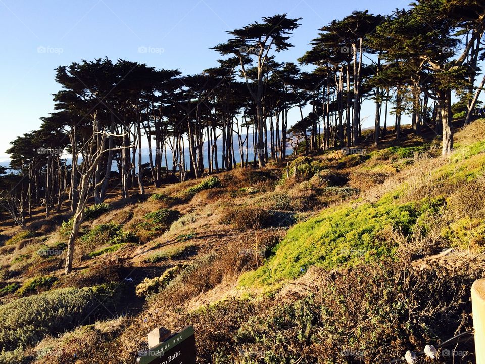 Scenic view of trees in forest