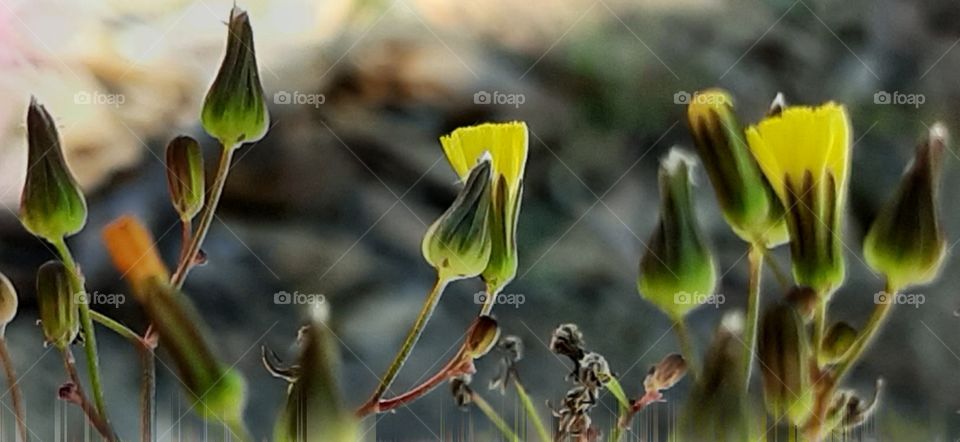 wildflowers in the spring foap mission I took this with my cell phone yellow flowers in bloom against the morning sun