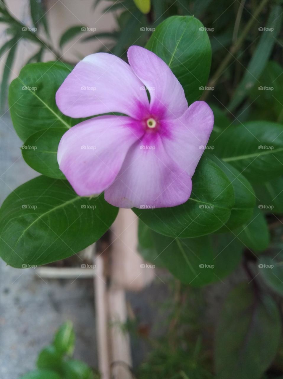 periwinkle pink flower seasonal fresh shurb small size looks very beautiful generally found everywhere