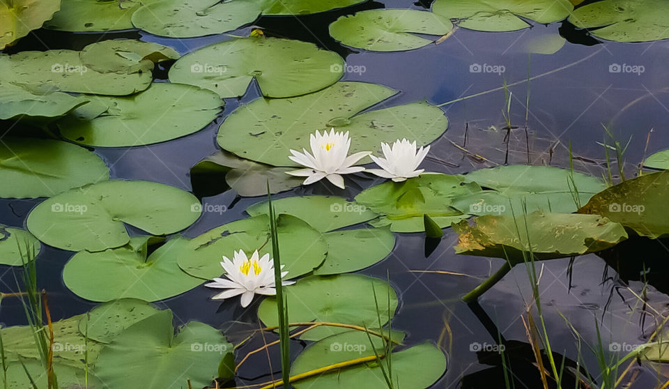 Fragant waterlily, white with yellow center flowers blooming in the lake in Florida.