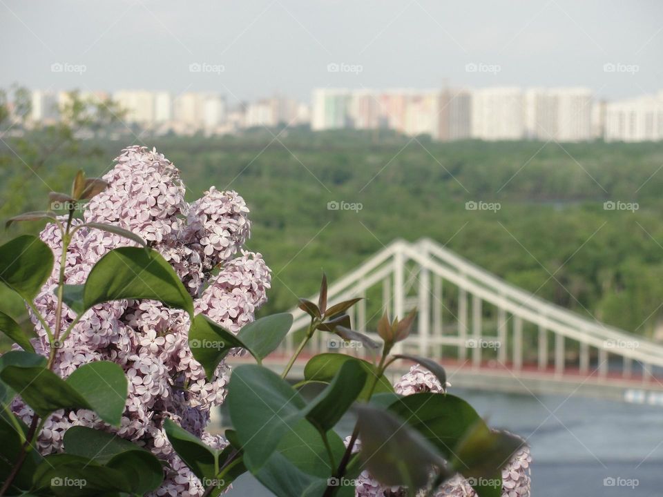 Lilac on the background of the bridge