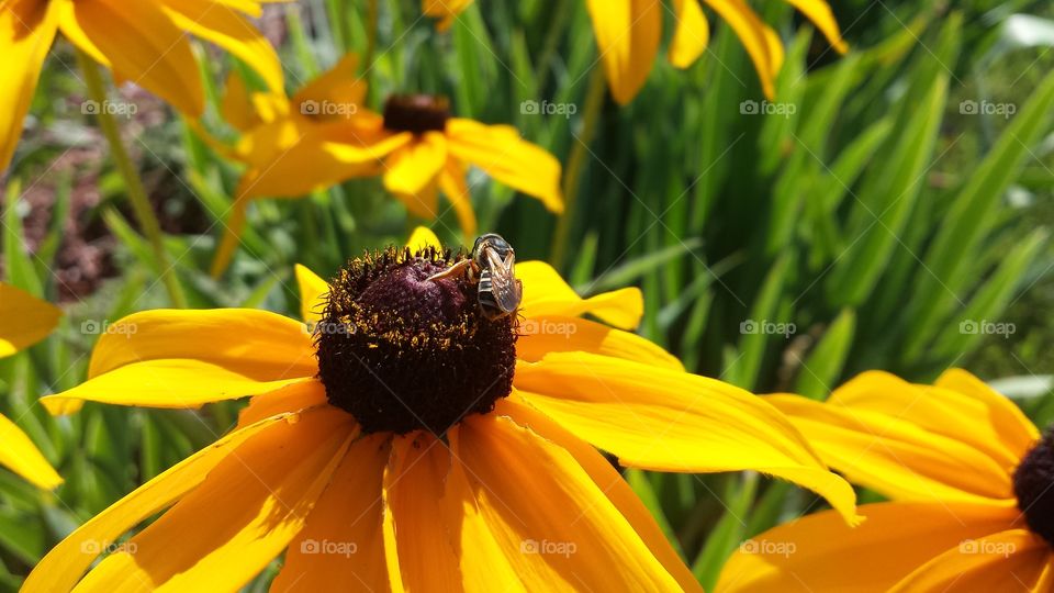 Honey bee on the daisy flower