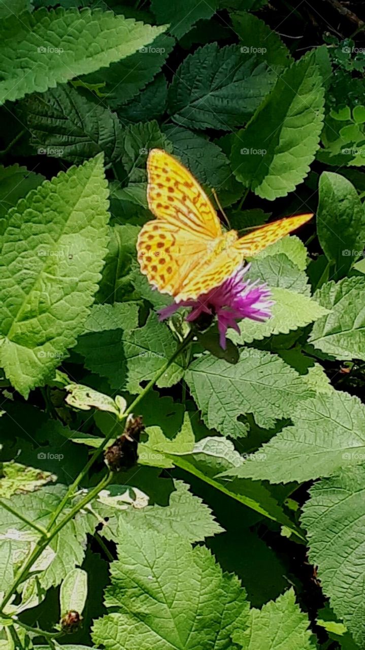 farfalla tra le foglie meravigliosa