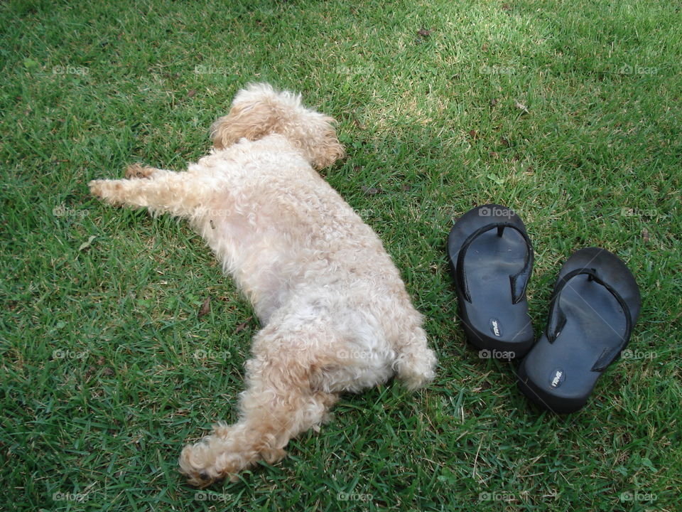 Dog and flip flops lying on grass.