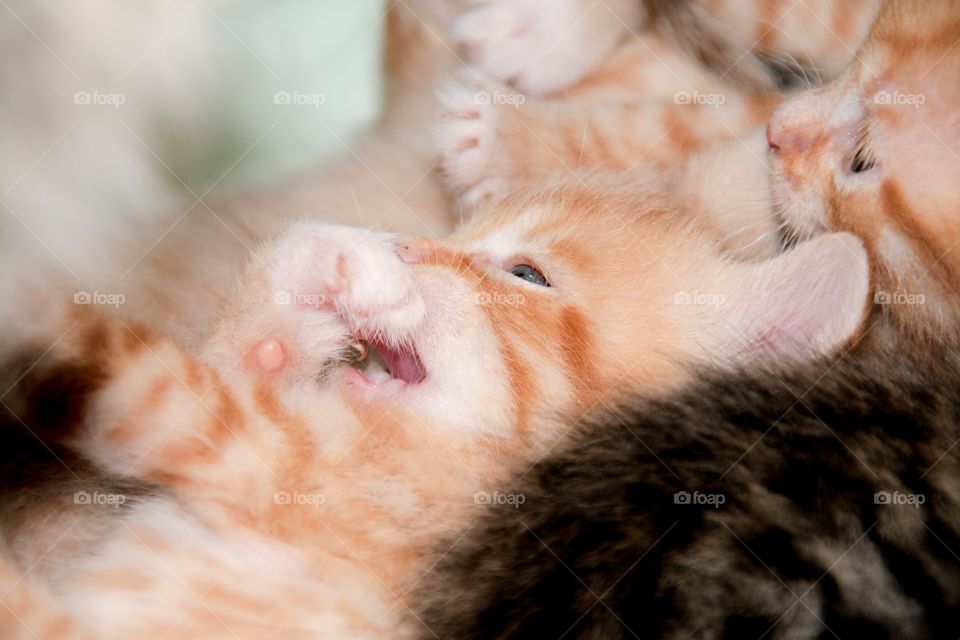 Little red baby kitten safely in his moms care