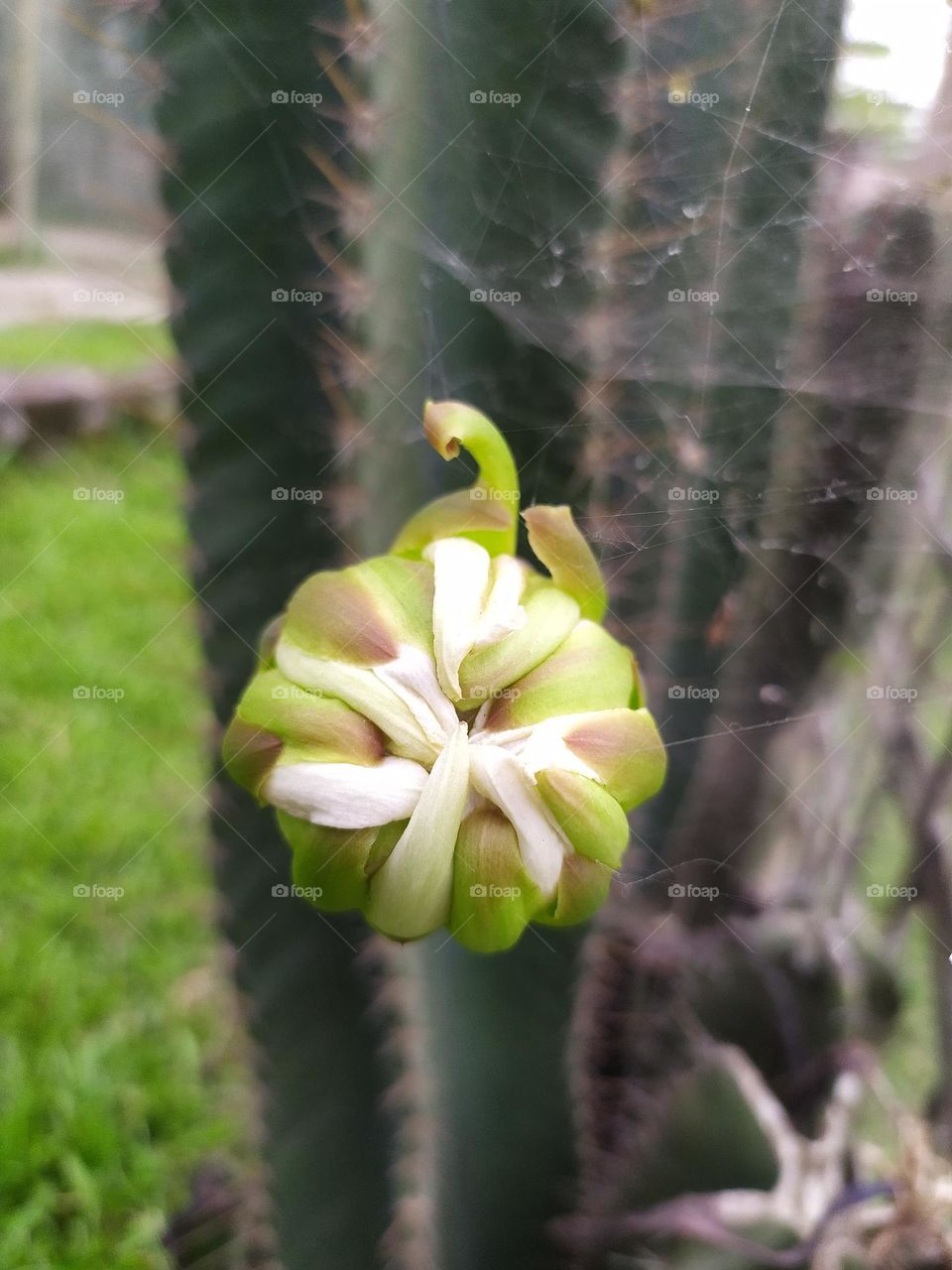 though i have thrones my flowers are beautiful look at me it is true 100% true