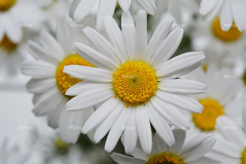 camomile flowers top view beautiful texture background