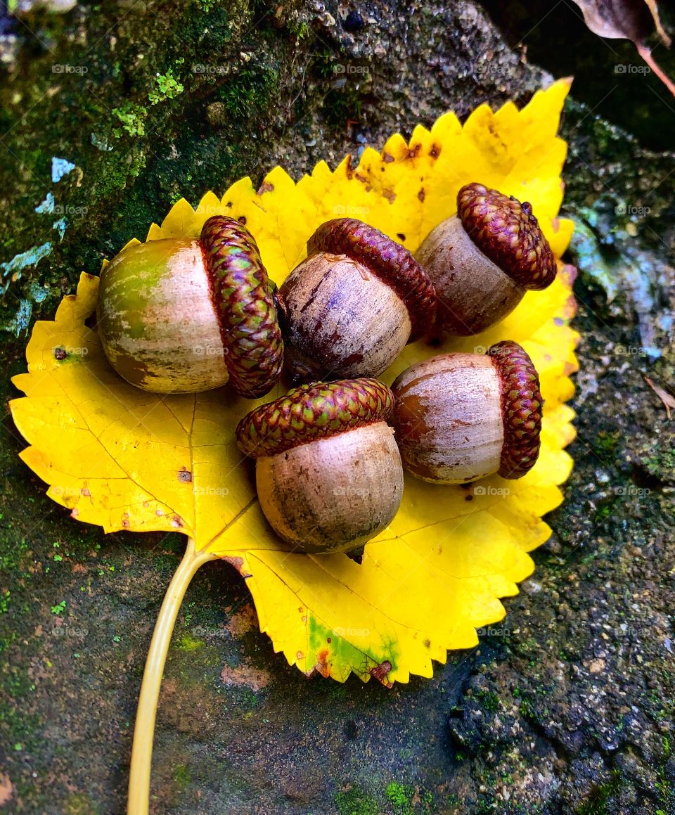 Five acorns on a yellow leaf—taken in Dyer, Indiana 