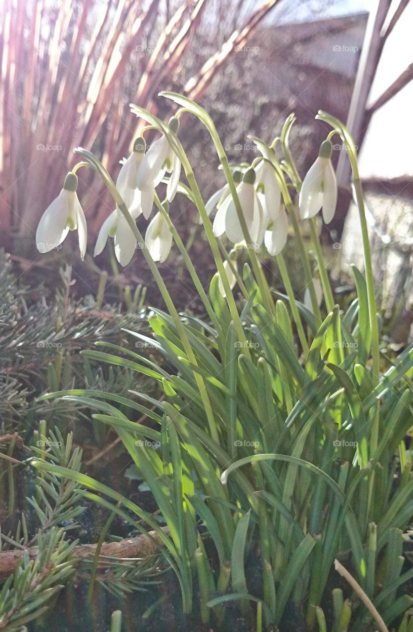 snowdrops in sunshine . snowdrops in sunshine 