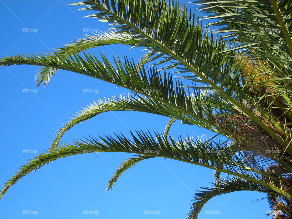 landscape garden tree palm by evelia