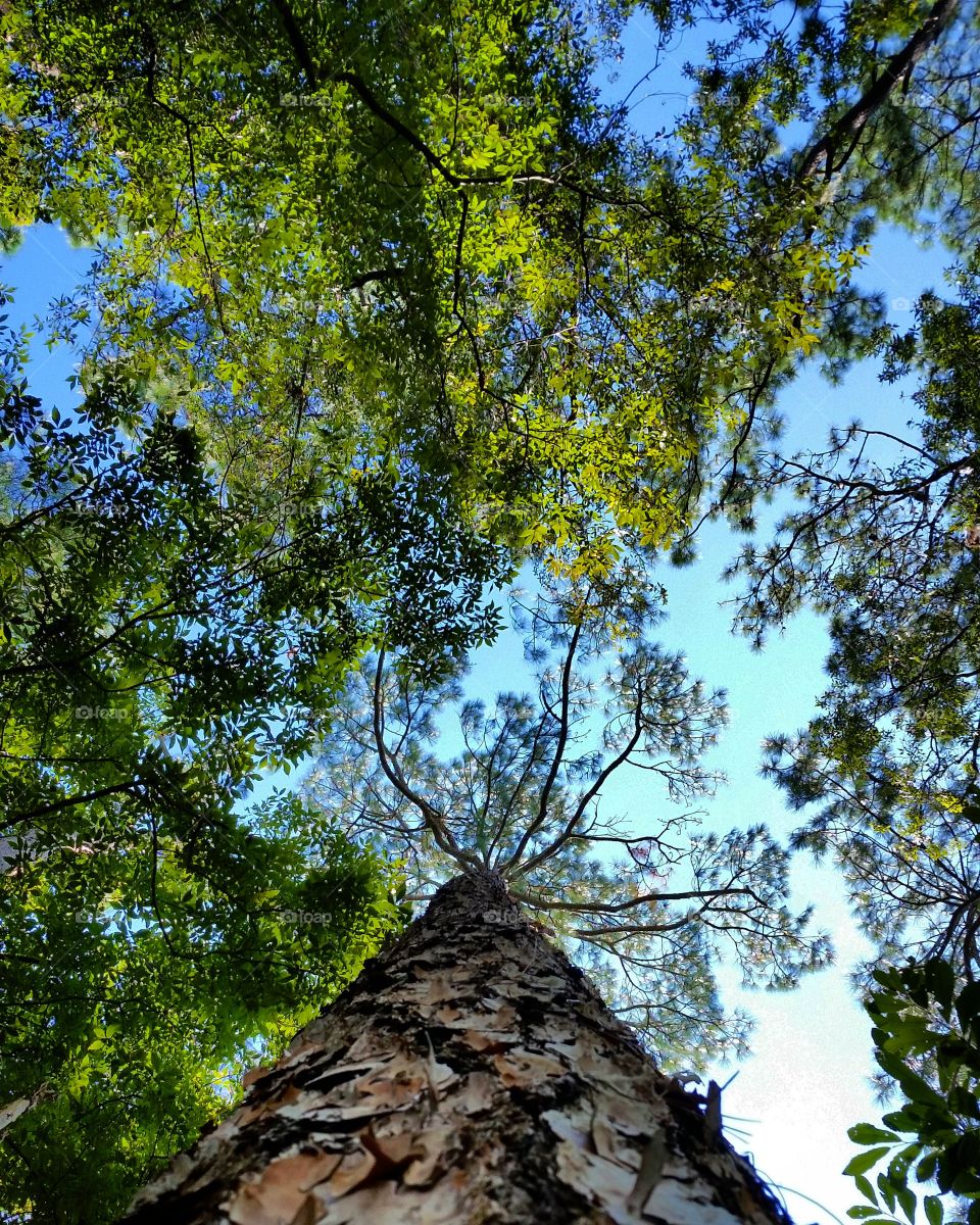 Tall Pine Tree