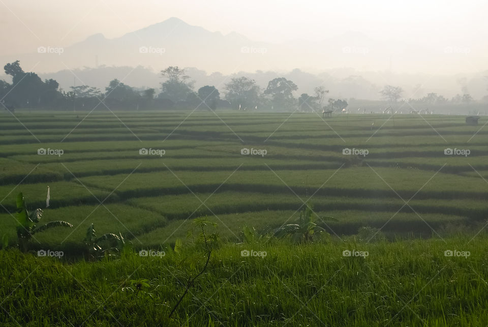 Rice field in the morning.  with muria mount background.  jepara - indonesia