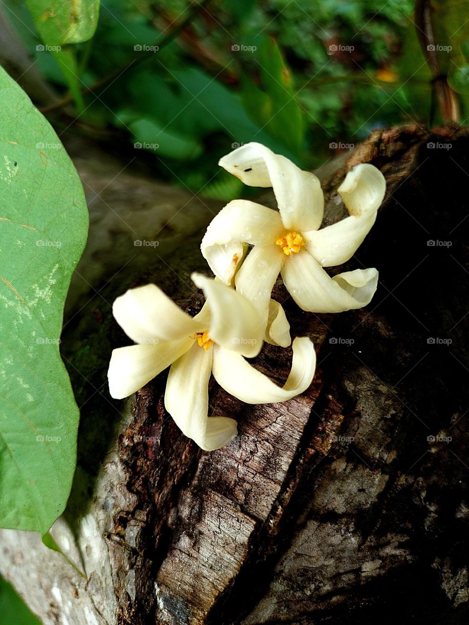 Papayas Flowers 🌸🌸
