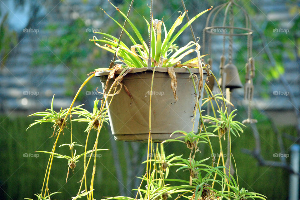 hanging house plant