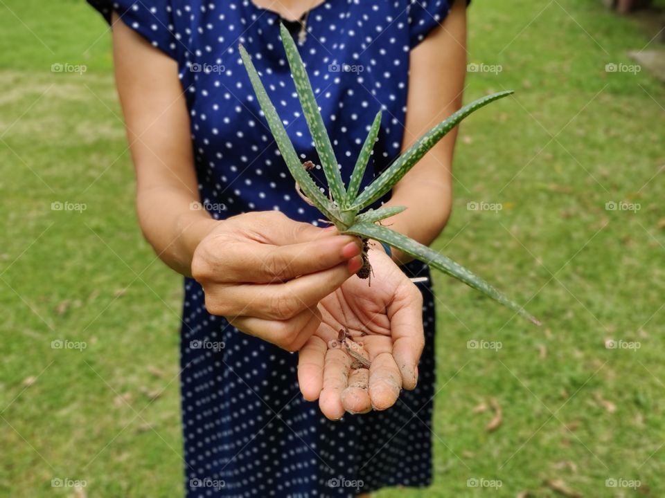 let's plant an aloe vera