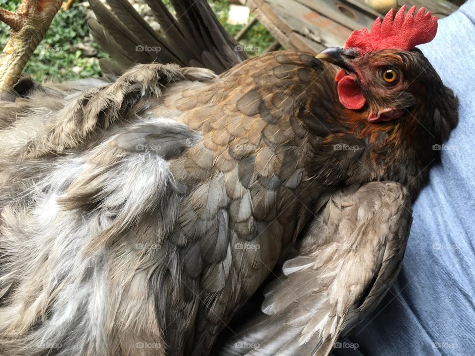 Beautiful hen