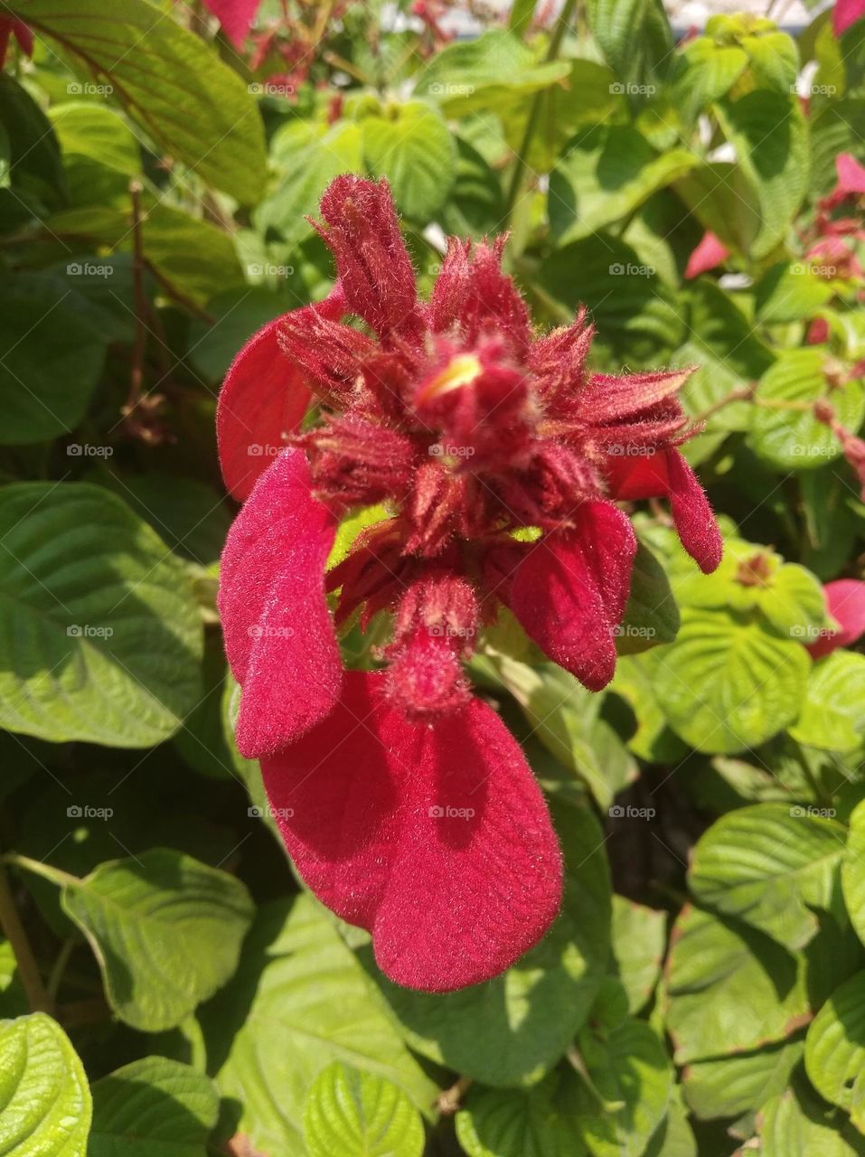 red flower seasonal fresh looks very beautiful generally found everywhere seasonal fresh